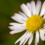 Daisy flower close-up