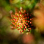 Macro photo of a spiral-forming plant
