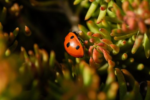 Ladybug Close-up