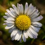 Daisy Flower Close-up Daisy flower close up