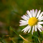 English daisy
