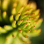 Macro flower