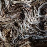 Wood structure on macro photo