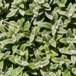 Green nature background