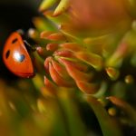 Lady bug macro photo