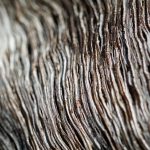 Lines on the wood