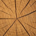 Texture of round cut wood