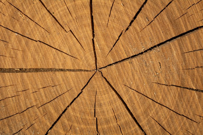 Texture of round cut wood