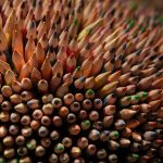 Hundreds of Colored Crayons Hundreds of colored crayons