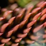 Suculent macro photography