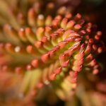 Macro Photography Background