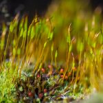 Moss on macro photography