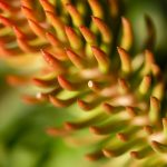 Macro wallpaper