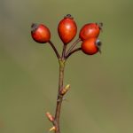 Red Rosehips Rosehips