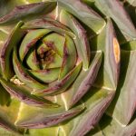 Succulent - Ornamental Flower Suculent