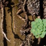 Succulent on a Rock Garden Succulent on a rock garden