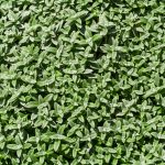 Green Leaves Texture Background Green leaves texture background