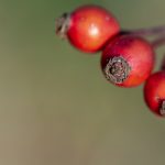 Three rose hips