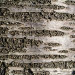 Tree bark texture close-up