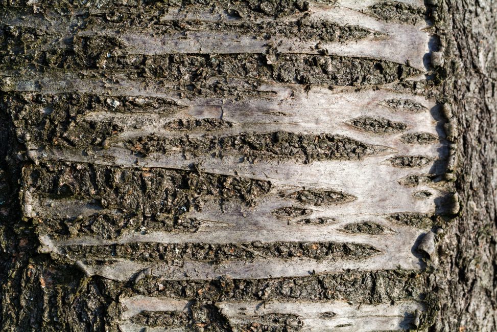 Tree Bark Texture Close Up Copyright Free Photo By M Vorel Libreshot