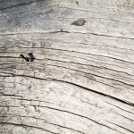 Dry tree trunk close-up