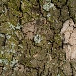 Tree bark close-up