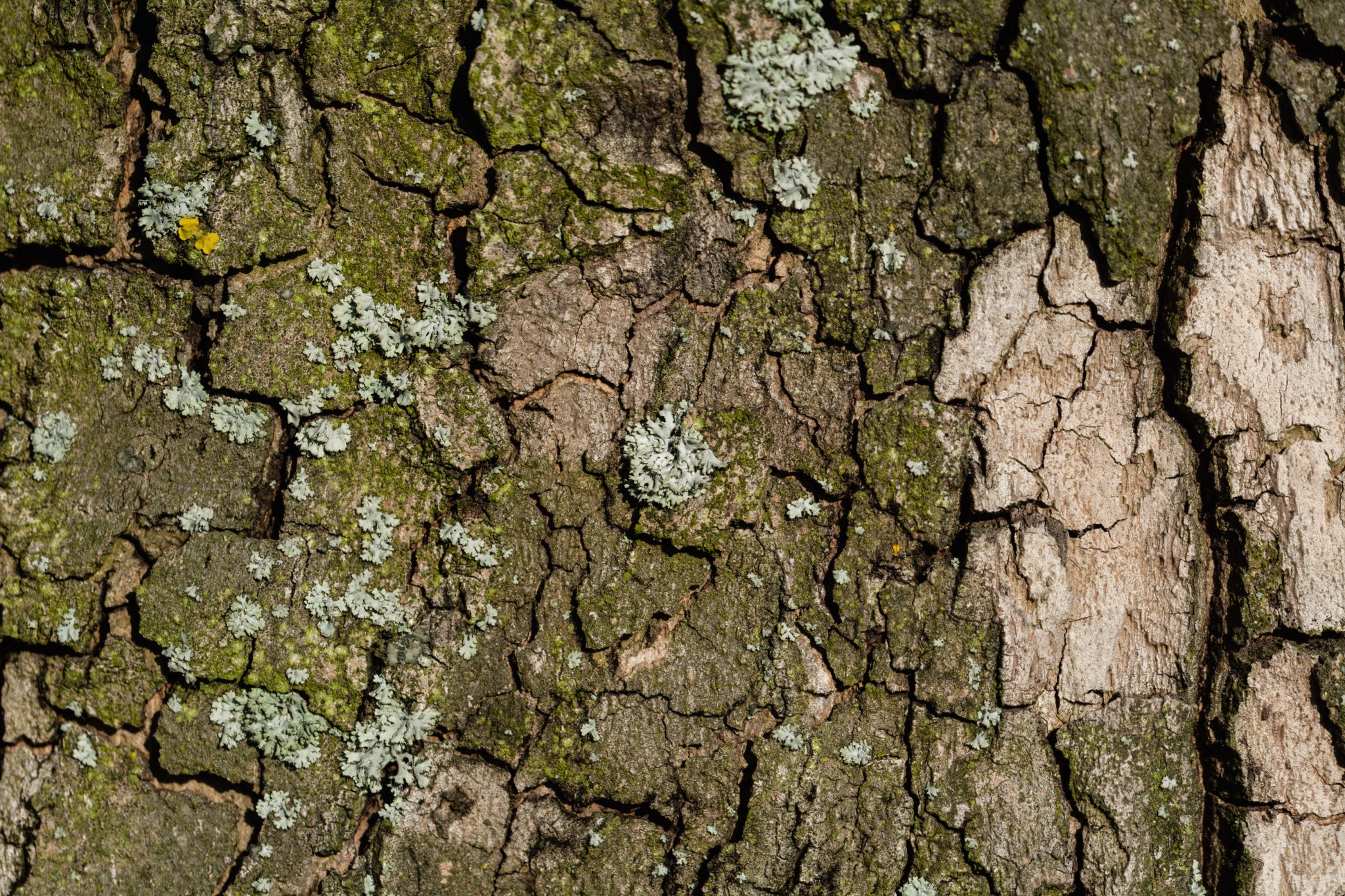 Tree Bark Close Up Copyright Free Photo By M Vorel Libreshot