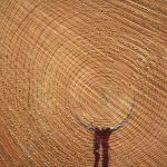 Cut wood texture with leaking pitch