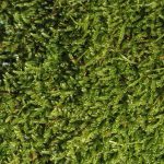 Green Moss Background Green moss background