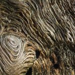 Macro Wood Surface