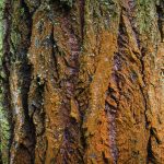 Tree bark