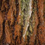 Red Bark Red Bark texture