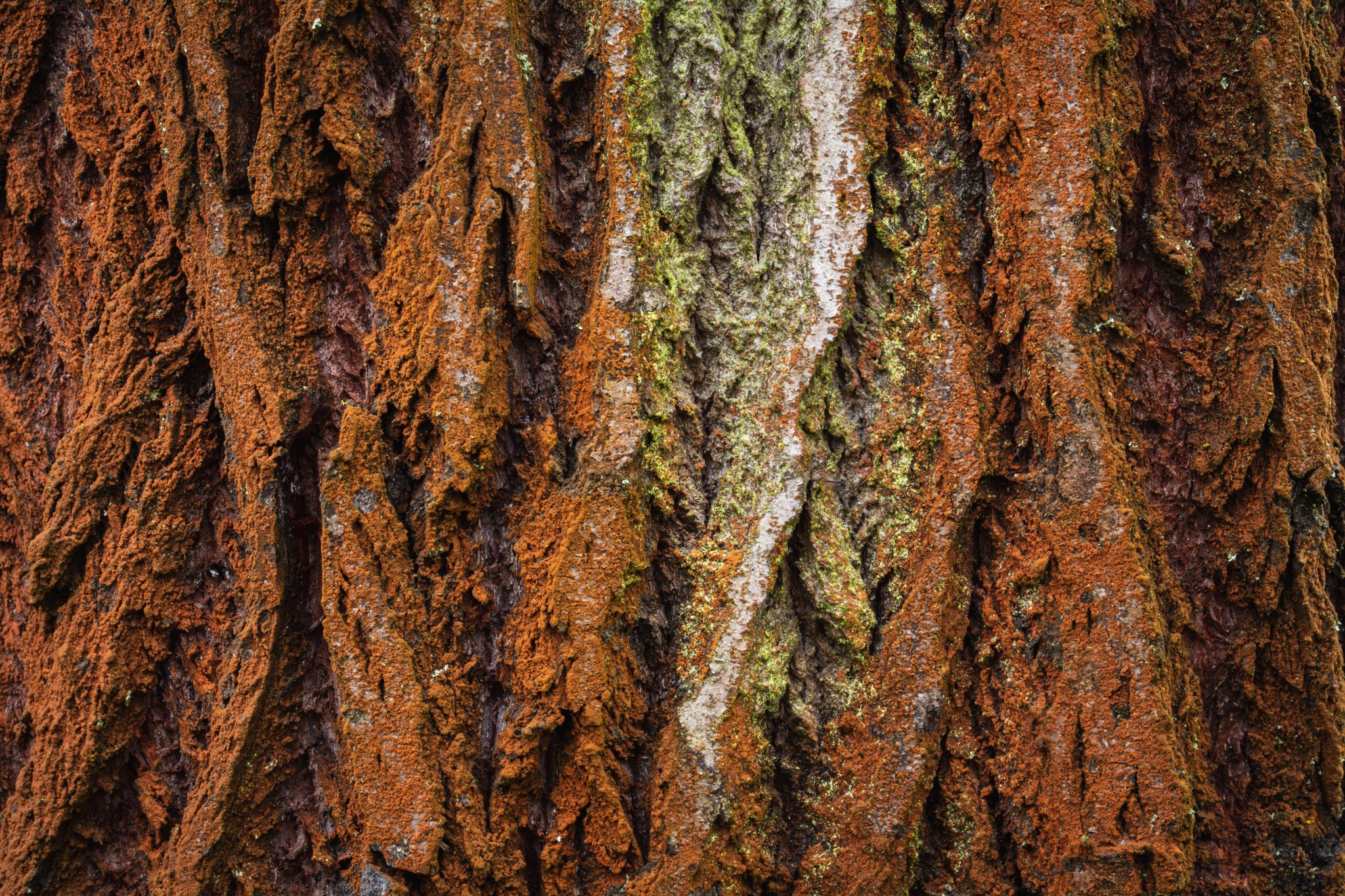 Red Bark | Copyright-free photo (by M. Vorel) | LibreShot