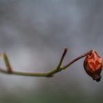 Melancholic rose hip