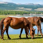 Horses by the Lake Horses by the lake