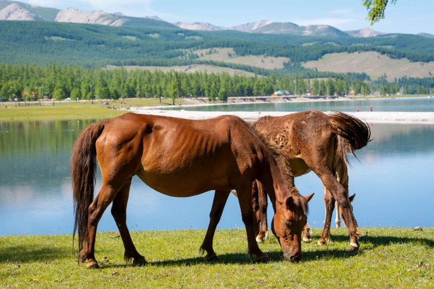 Horses by the lake