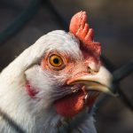 White Chicken Portrait White chicken portrait