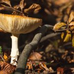 Toadstool Mushroom