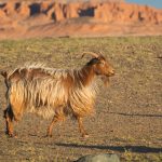 Brown Long Hair Goat