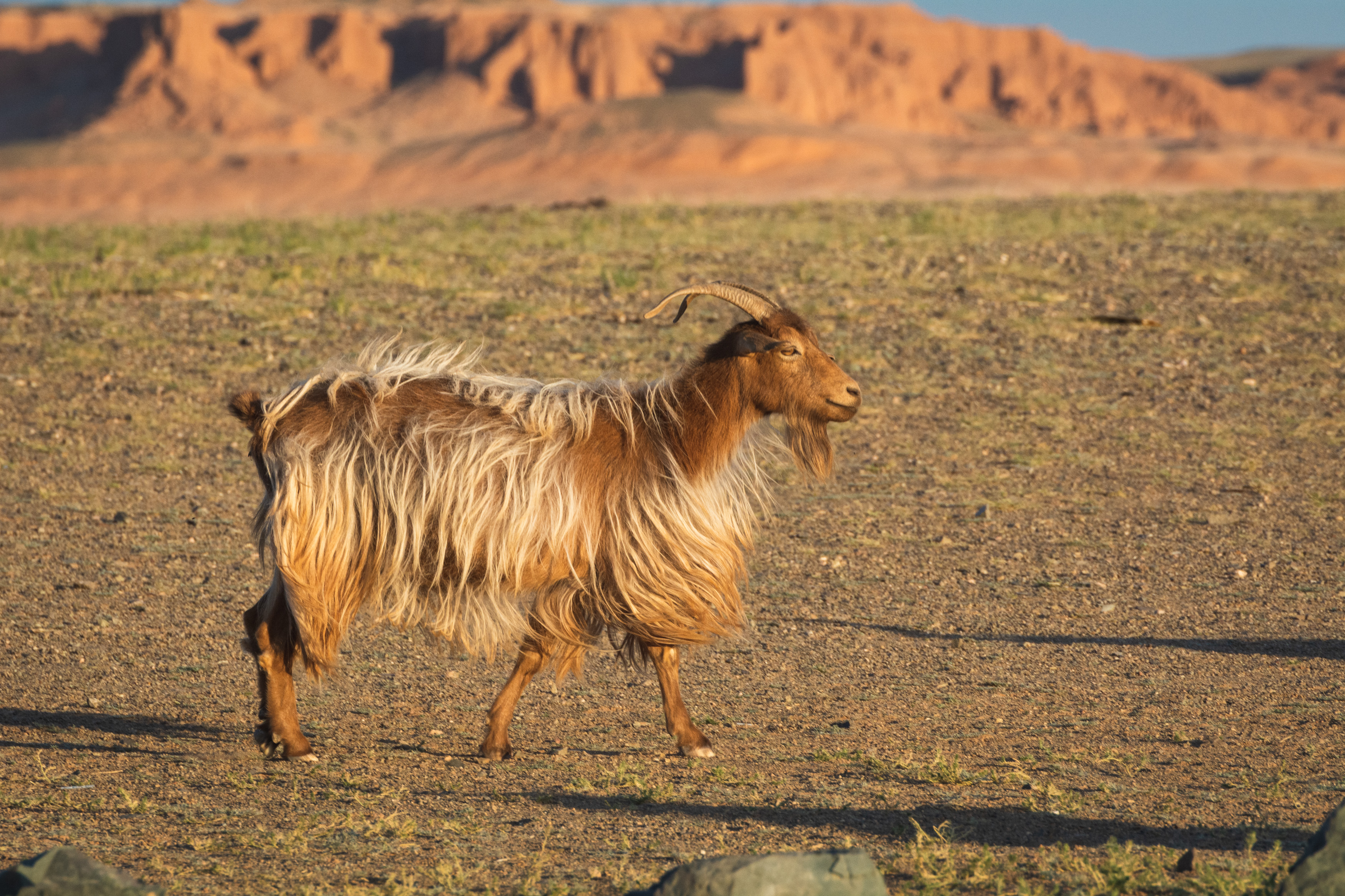 Brown Long Hair Goat | Copyright-free photo (by M. Vorel) | LibreShot