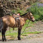 Saddled Horse in Mongolia Saddled horse in Mongolia