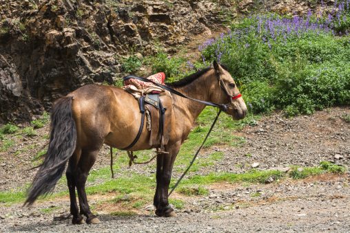 Caballo ensillado en Mongolia