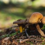 Forest mushrooms