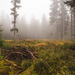 Mysterious Forest Mysterious forest