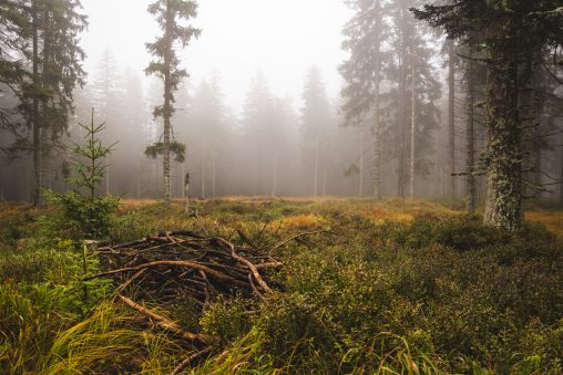 Forêt mystérieuse