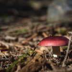 Winy mushroom