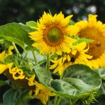 Beautiful Sunflowers Beautiful sunflowers