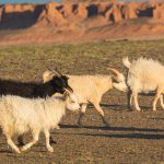 Black Goat Among 3 Whites White and black goats
