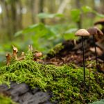 Beautiful Magic Mushrooms Beautiful Mushrooms