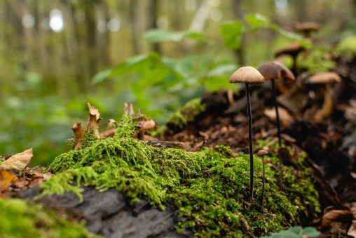 Beautiful Magic Mushrooms | Copyright-free photo (by M. Vorel) | LibreShot